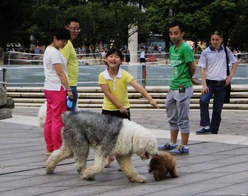 贵州推最严养狗新规:不清理狗便罚500,伤人罚3万