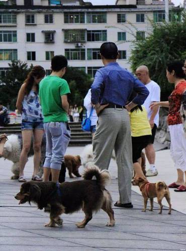 贵州推最严养狗新规:不清理狗便罚500,伤人罚3万