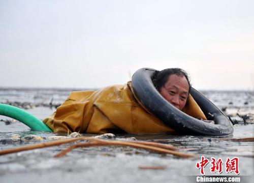 白洋淀深冬挖藕人:冰层下探寻年夜饭鲜嫩滋味(图)