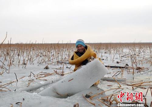 图为挖藕人正在破冰。 韩冰 摄 图为挖藕人正在破冰。 韩冰 摄