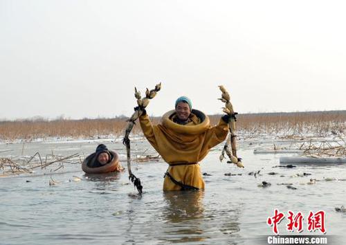 图为挖藕人展示挖到的莲藕。 韩冰 摄 图为挖藕人展示挖到的莲藕。 韩冰 摄