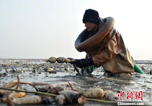 图为挖藕人正在挖藕。 韩冰 摄 图为挖藕人正在挖藕。 韩冰 摄