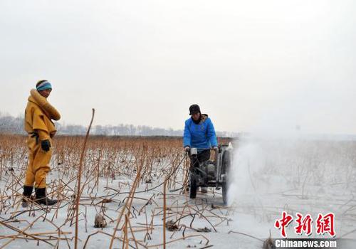 图为挖藕人正在用电锯切割冰层。 韩冰 摄 图为挖藕人正在用电锯切割冰层。 韩冰 摄