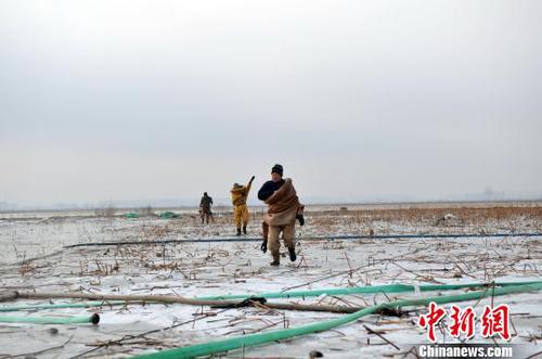 图为挖藕人准备下水工作。 韩冰 摄 图为挖藕人准备下水工作。 韩冰 摄