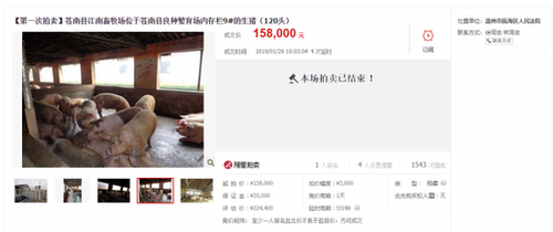 浙江一法院司法拍卖300头生猪 成交价达40多万元