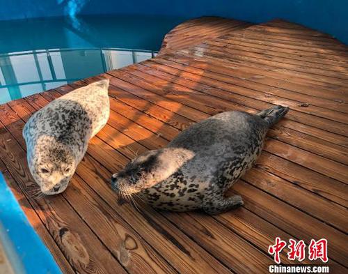 大连警方发布悬赏通告缉捕4名偷猎斑海豹嫌犯