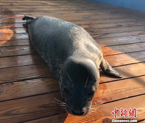 图为刚刚褪完胎毛的斑海豹幼崽在救助池活动。　杨毅 摄
