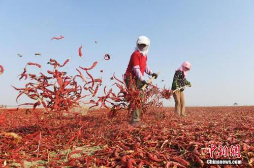 资料图：祁连山下的甘肃高台县合黎镇800亩辣椒晒场如“红色海洋”，辣椒种植和加工已成为当地农民致富增收的特色产业。 <a target='_blank' href='http://www.chinanews.com/'>中新社</a>记者 杨艳敏 摄