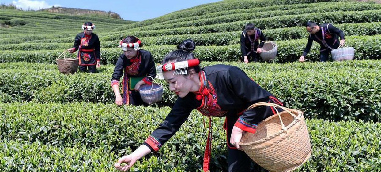  福建福鼎：春茶飘香