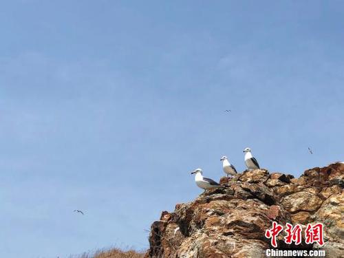 图为在海猫岛附近海域的海鸥。 谭啸 摄 图为在海猫岛附近海域的海鸥。 谭啸 摄