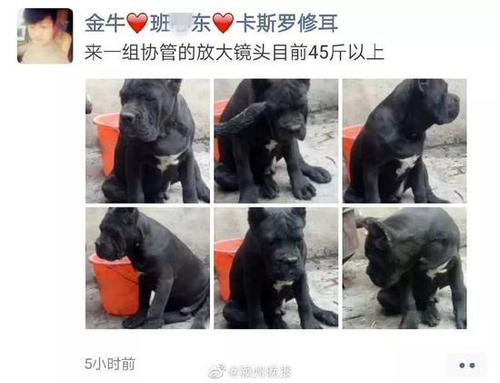 安徽一男子给狗取名城管协管 被行政拘留十日