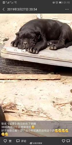 安徽一男子给狗取名城管协管 被行政拘留十日