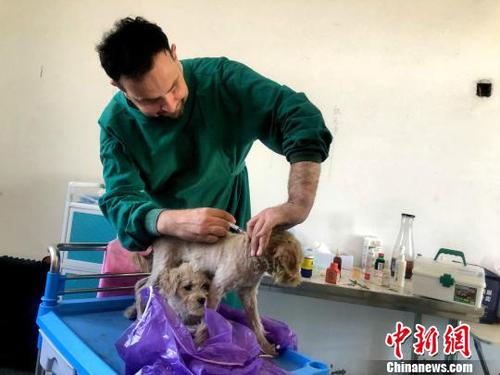 图为詹姆斯为小狗接种疫苗。　夏莹 摄