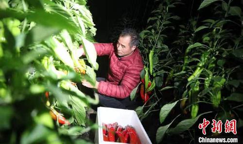 图为寿光村民连夜采摘蔬菜。(资料图) 受访者供图 摄