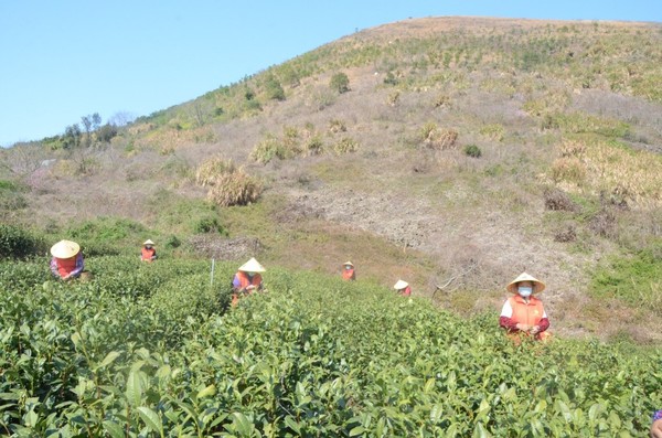 “电保姆”上门 助力头茬春茶丰收