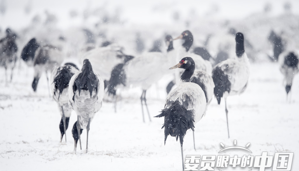 高原精灵——黑颈鹤