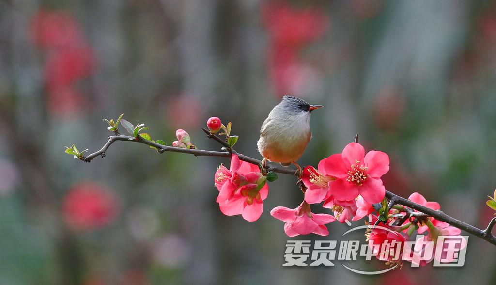 春暖花开凤鹛来