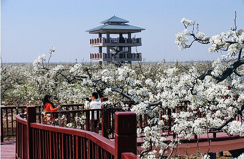 山东冠县：“党建引擎”助力乡村振兴