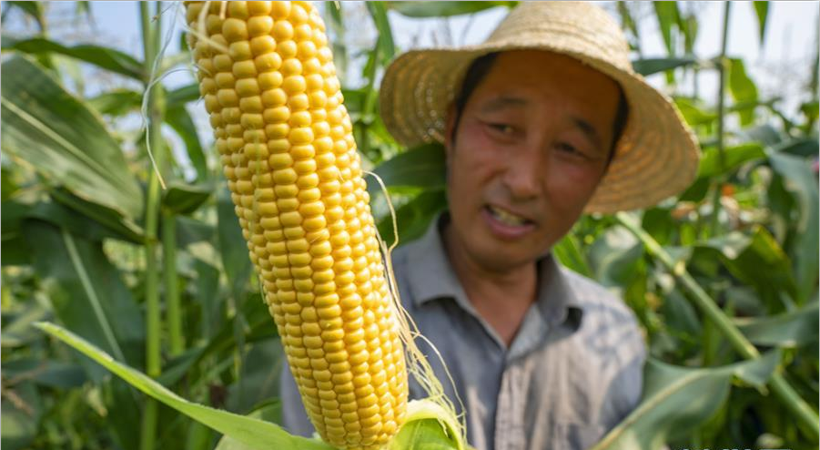 河北唐山：水果玉米收获忙