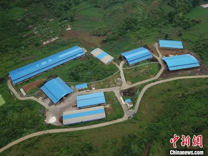 民革中央助力贵州纳雍，走出“牛劲”十足致富路 