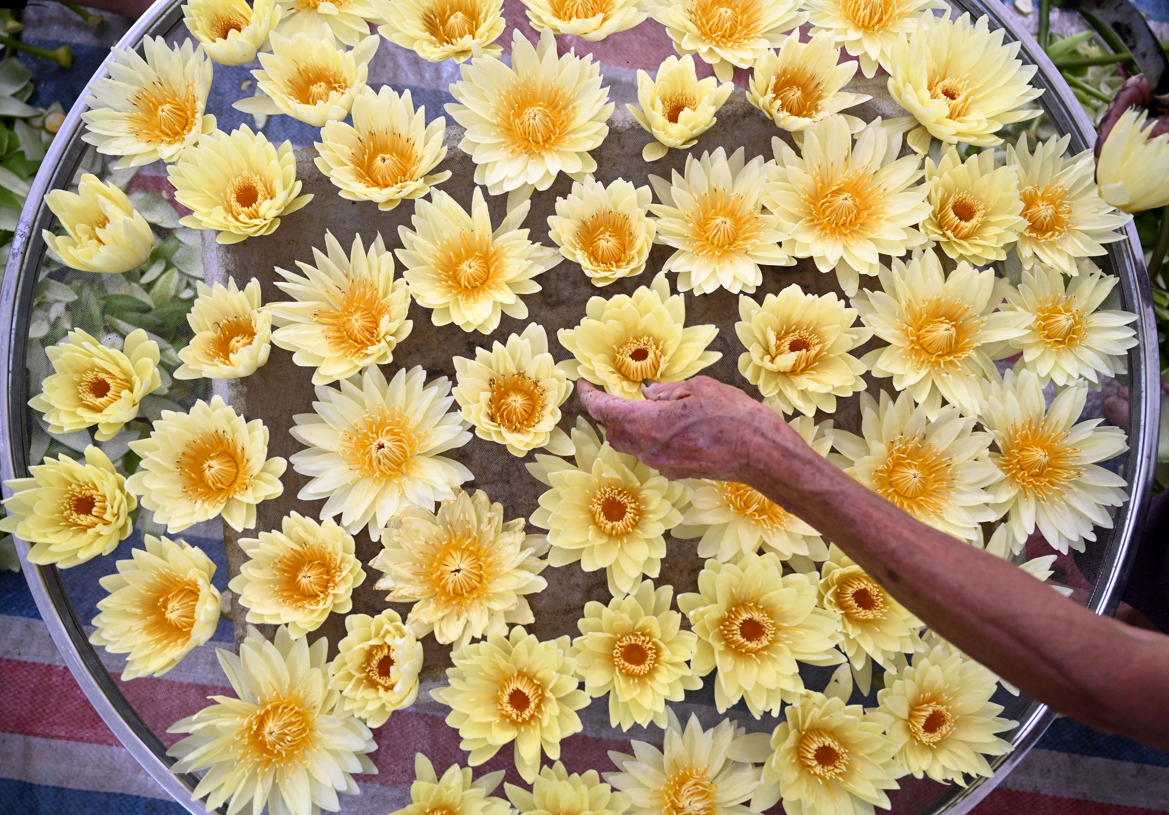 广西柳州：九品香水莲花采摘忙