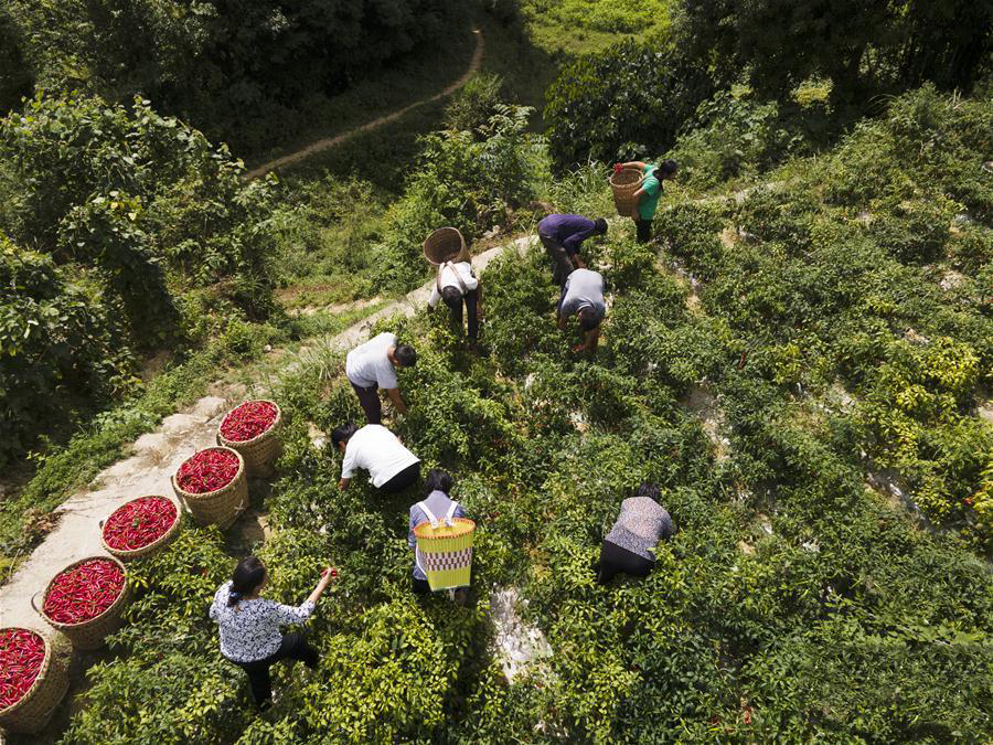 贵州遵义：辣椒丰收助农增收