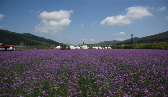 “两花经济”引领老林区蝶变