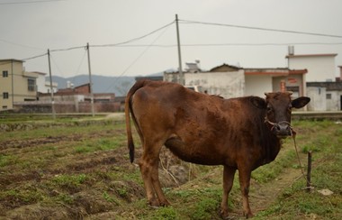 蒋珊：《小王》