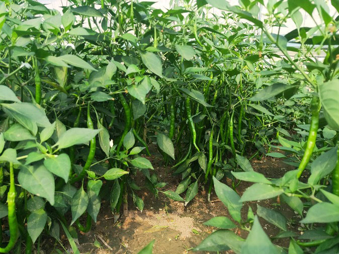 兴县花子村：辣椒红了 日子火了