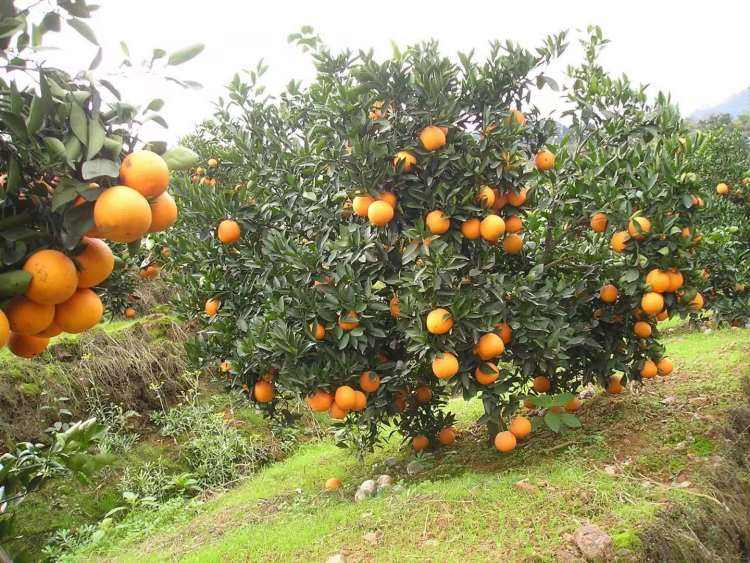 昔日采煤区，今朝“百果园”