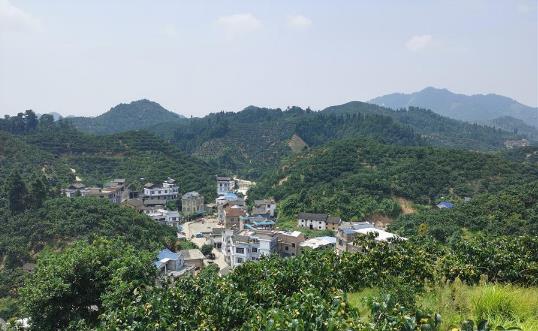 黄竹岗的柿子熟了！