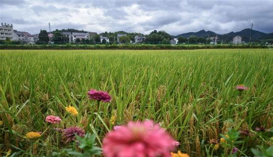 “稻香节”庆丰收