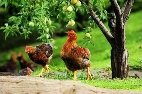 昔日养鸡“大老粗” 如今生态养殖户