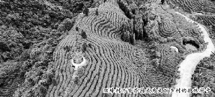 四川宜宾：岩门茶的“欧盟生意经”