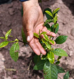 “我有一个植树梦”——扎西旺堆和他的“绿色家园”