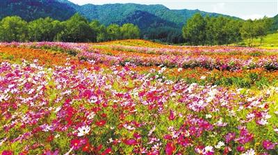 　卡阳花海 湟中区委宣传部供图