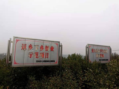 光山近年大力发展油茶产业，农民返乡创业成热潮。人民政协网记者付振强 摄