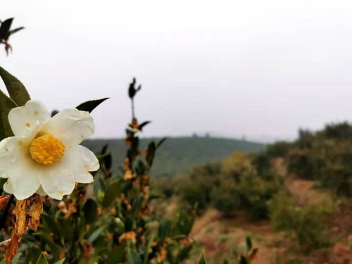 光山油茶产业正让当地农民实现就地就业、就地增收、就地致富。人民政协网记者付振强 摄