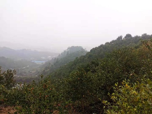 商城县白沙岭万亩油茶园。人民政协网记者付振强 摄