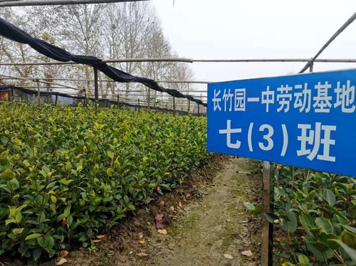 商城县一处油茶良种繁育基地，同时也是当地中学的劳动基地。 人民政协网记者付振强 摄