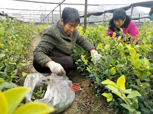 商城县一处油茶良种繁育基地内，附近农户实现家门口就业。人民政协网记者付振强 摄