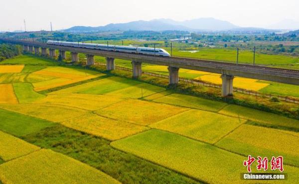 资料图：航拍秋日江西省新余市渝水区人和乡金色田园。图为疾驰而过的高铁。赵春亮 摄
