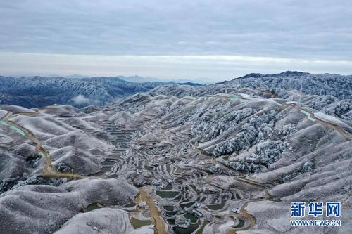 这是广西融水苗族自治县杆洞乡尧告村摩天岭牛场的雪景（无人机照片，1月8日摄）。