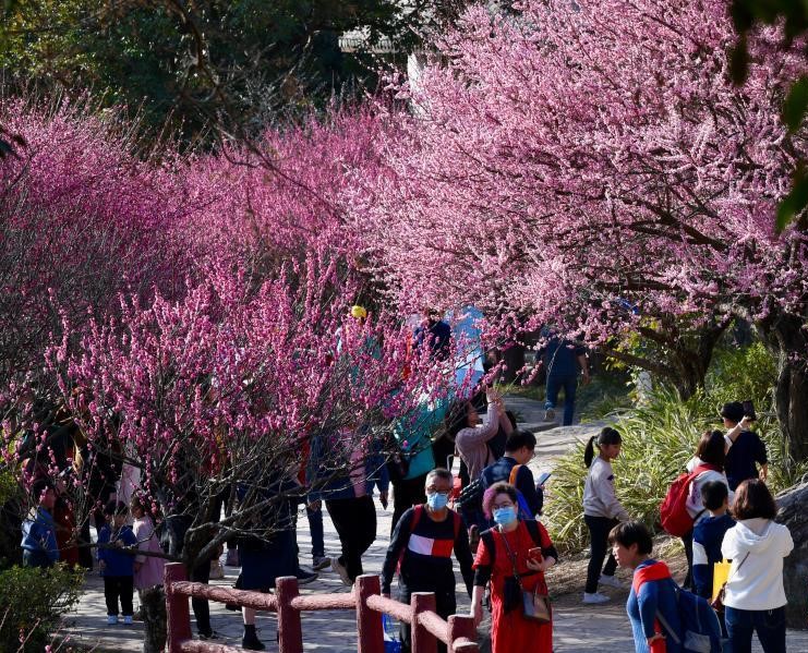 福州：梅花盛开引游人