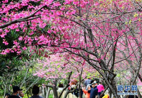2月1日，游人在福州国家森林公园里赏樱。