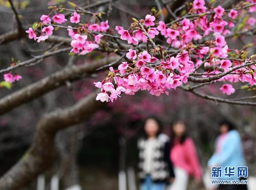 2月1日，游人在福州国家森林公园里赏樱2。