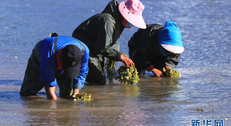 【新春走基层】我在洱海源头种海菜