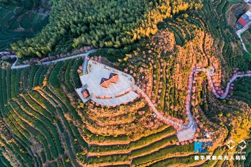 白交祠村去年初从外地引进了近400株广州樱，着力打造“厦门市最高的赏樱平台”。新华网发（夏海滨 摄）1
