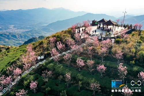 2白交祠村去年初从外地引进了近400株广州樱，着力打造“厦门市最高的赏樱平台”。新华网发（夏海滨 摄）