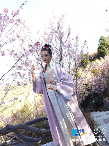 6汉服爱好者漫步樱花树下。新华网发（夏海滨 摄）